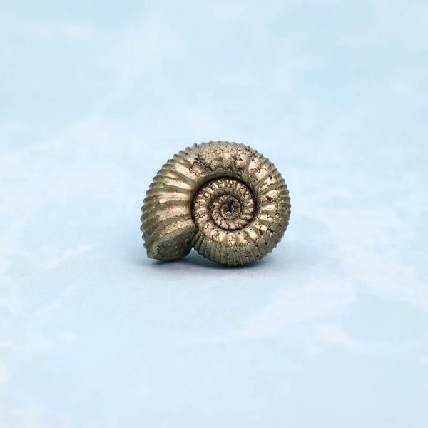 アンモナイト　化石　天然　アクセサリー　ペンダントトップ　素材　黄鉄鉱　１８ｍｍ　7365_2