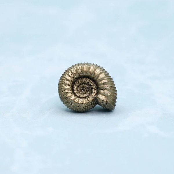 アンモナイト　化石　天然　アクセサリー　ペンダントトップ　素材　黄鉄鉱　１８ｍｍ　7365_3