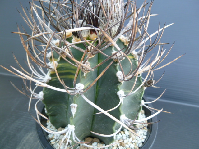 &frasl; 世界は美しいはずなんだ スモーキーヒロイン Oz. | yama ソニー CD : yama｜ニューシングル『Oz.&frasl;世界は美しいはずなんだ&frasl;スモーキー スモーキーヒロイン（期間生産 yama／Oz. ミュージック (通常盤): yama&frasl; yama新曲「世界は美しいはずなんだ」ACIDMAN大木伸夫が楽曲提供、花王