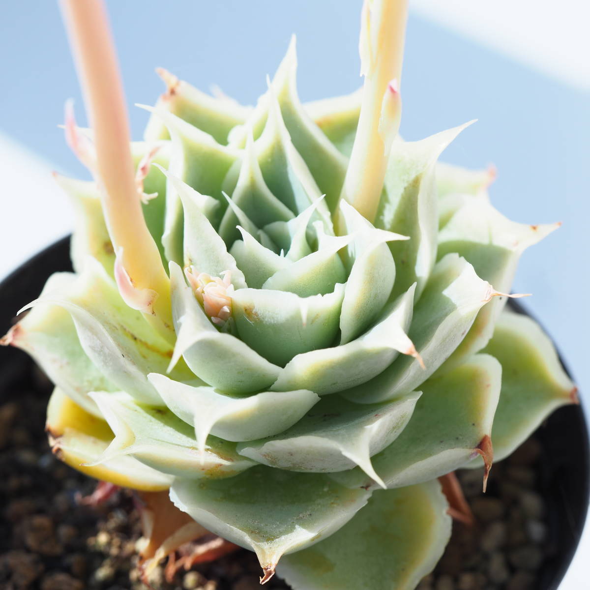 ◆◆ シムランス　ラグナサンチェス　実生　花芽　交配 に　根付き苗　◆◆_1