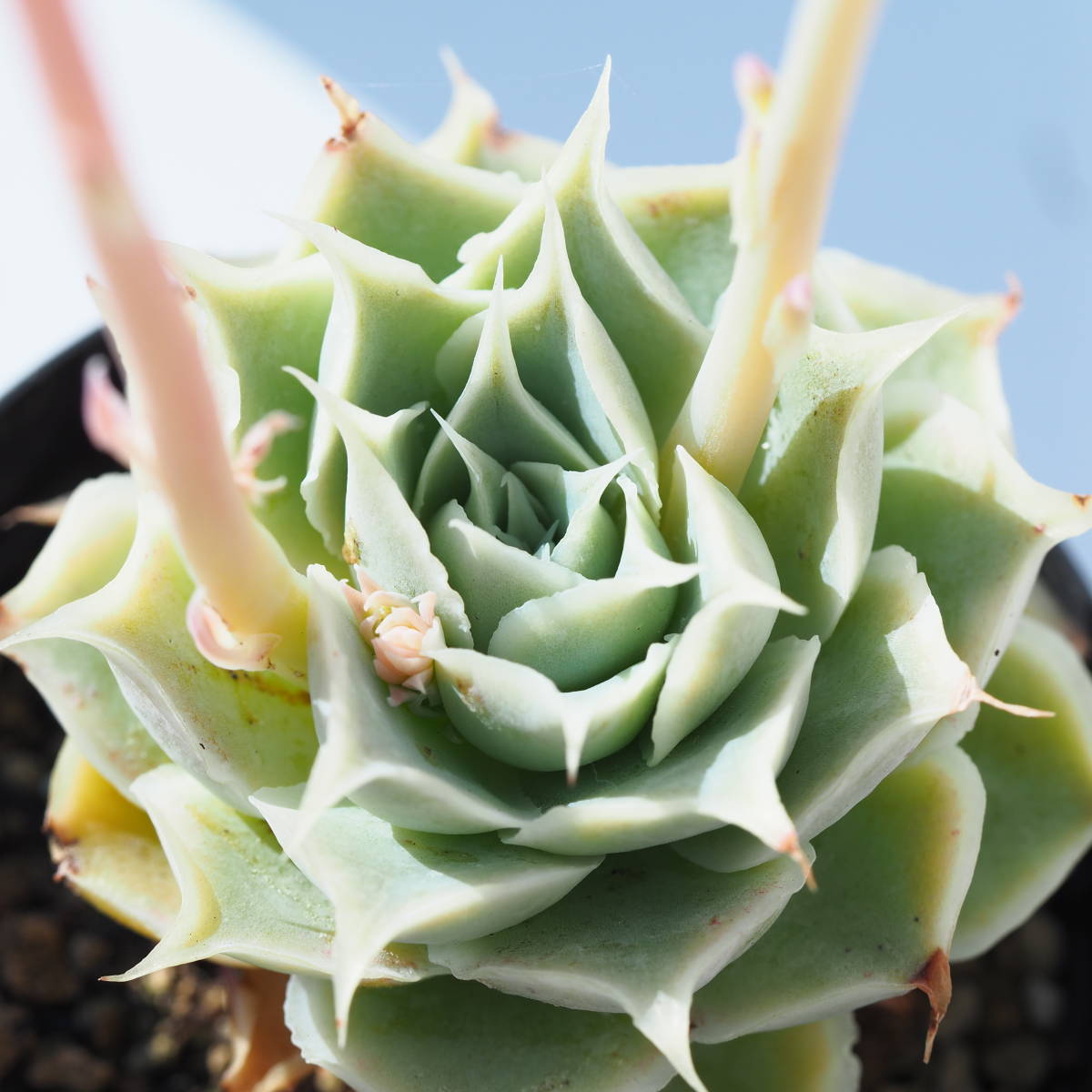 ◆◆ シムランス　ラグナサンチェス　実生　花芽　交配 に　根付き苗　◆◆_2