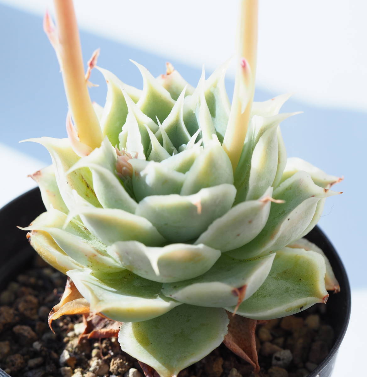 ◆◆ シムランス　ラグナサンチェス　実生　花芽　交配 に　根付き苗　◆◆_3