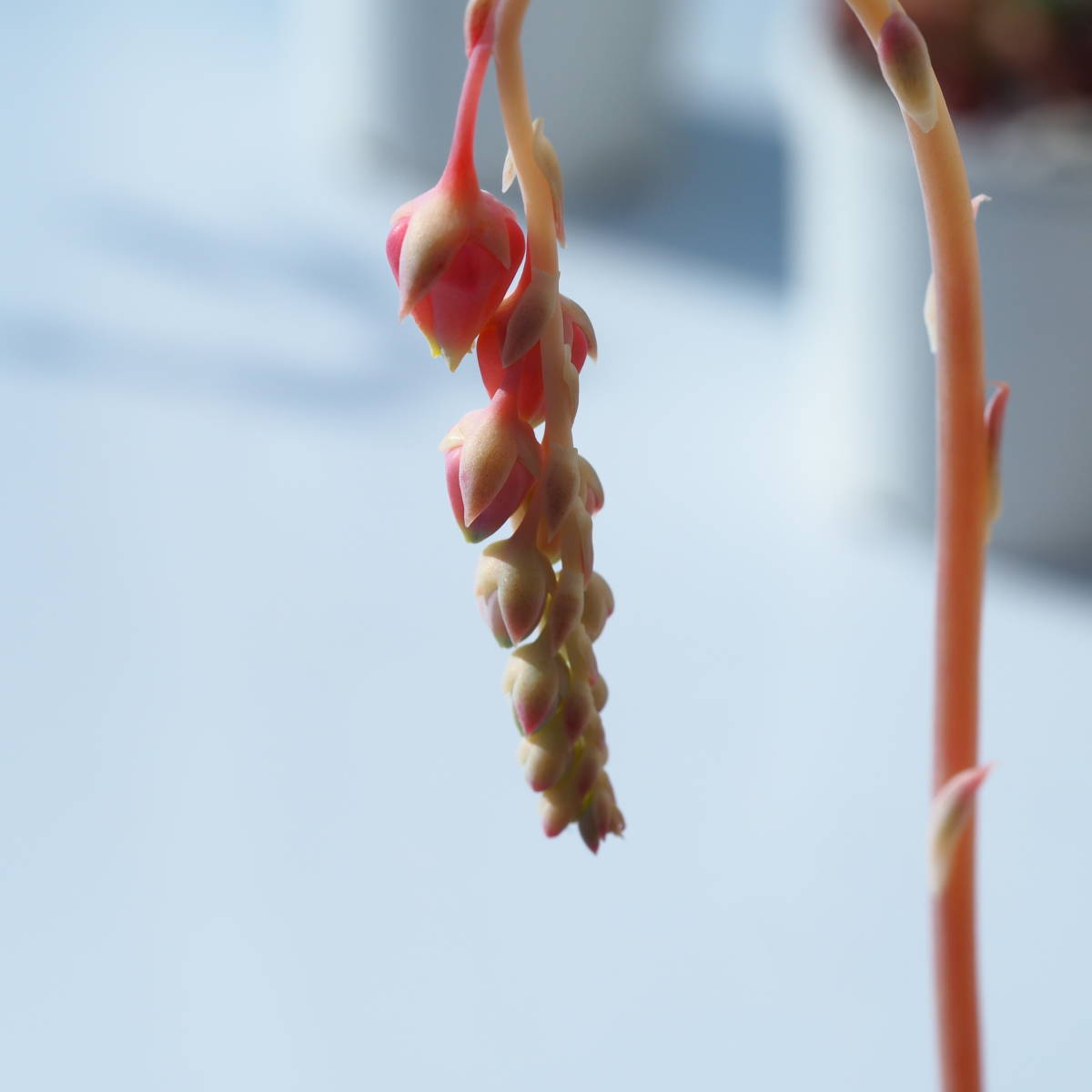 ◆◆ シムランス　ラグナサンチェス　実生　花芽　交配 に　根付き苗　◆◆_4