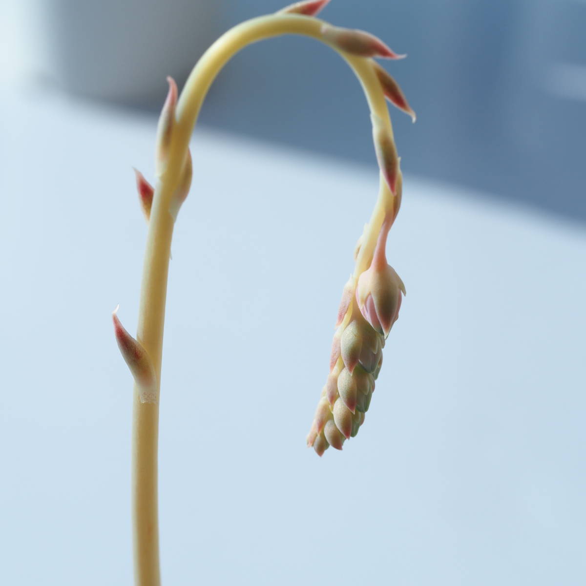 ◆◆ シムランス　ラグナサンチェス　実生　花芽　交配 に　根付き苗　◆◆_5