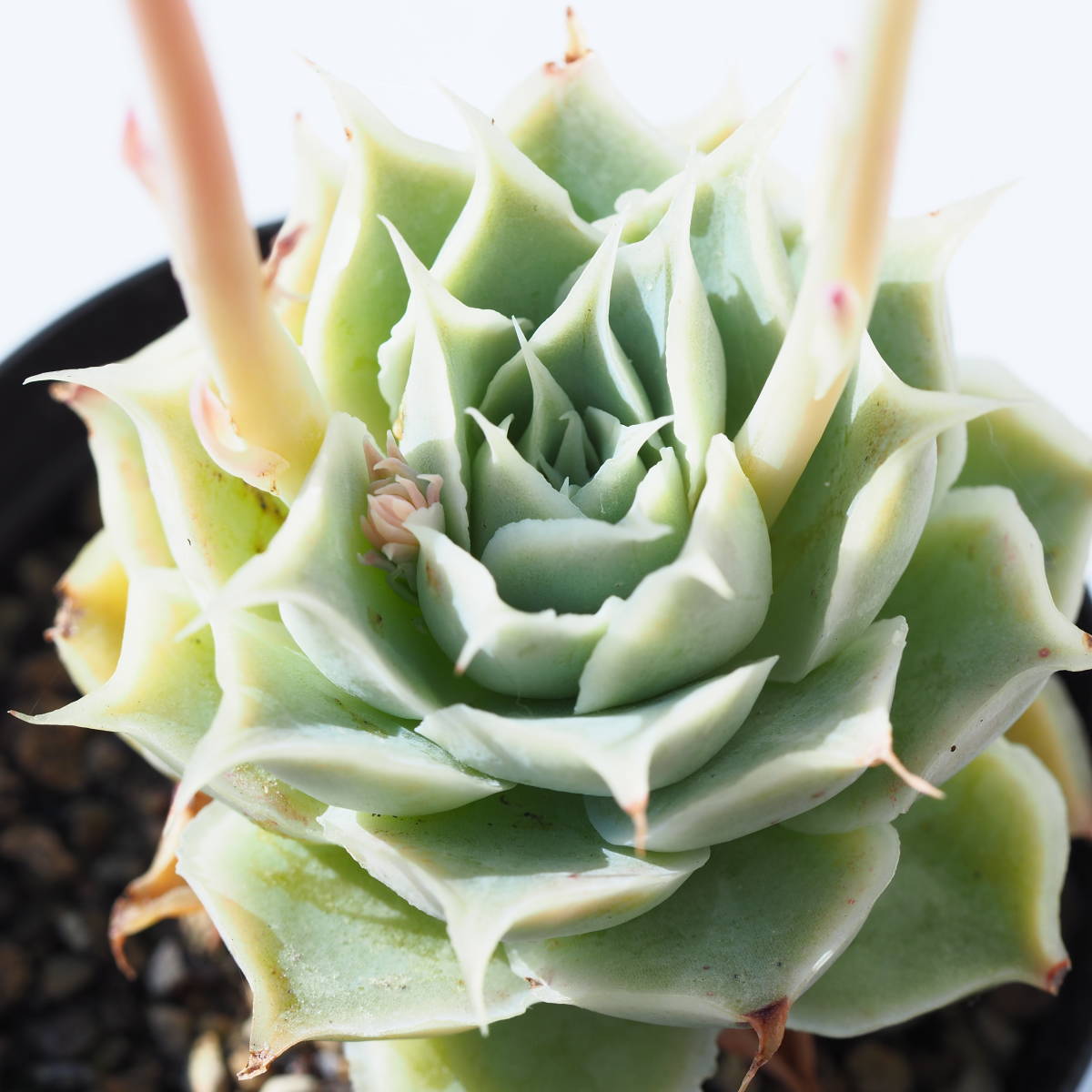 ◆◆ シムランス　ラグナサンチェス　実生　花芽　交配 に　根付き苗　◆◆_6