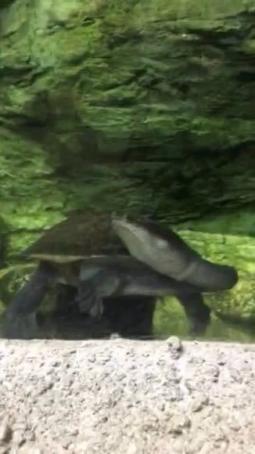 ウーパールーパー　フリー素材　画像　相互評価　コメ不要_1