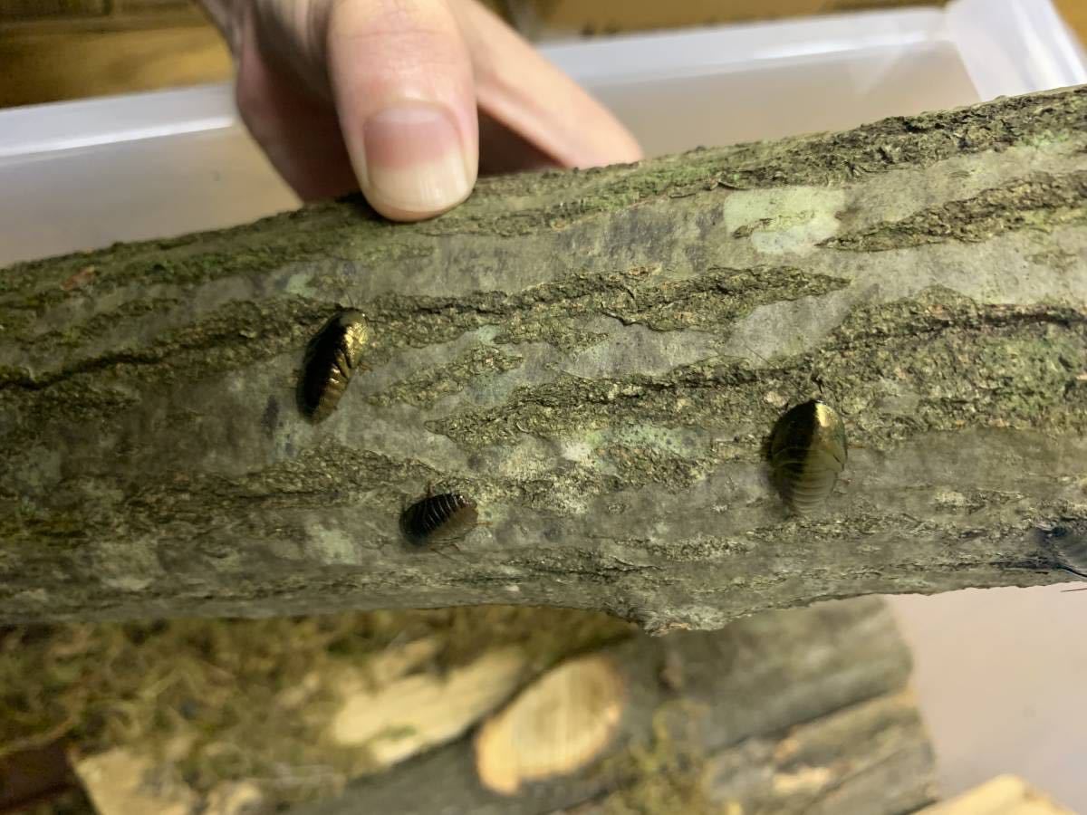 【成虫祭】ニジイロゴキブリ（Pseudoglomeris beybienkoi）メス4匹セット【週末】_1