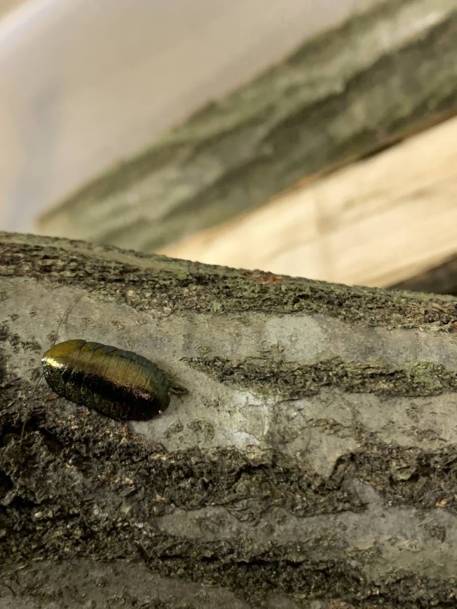 【成虫祭】ニジイロゴキブリ（Pseudoglomeris beybienkoi）メス4匹セット【週末】_2