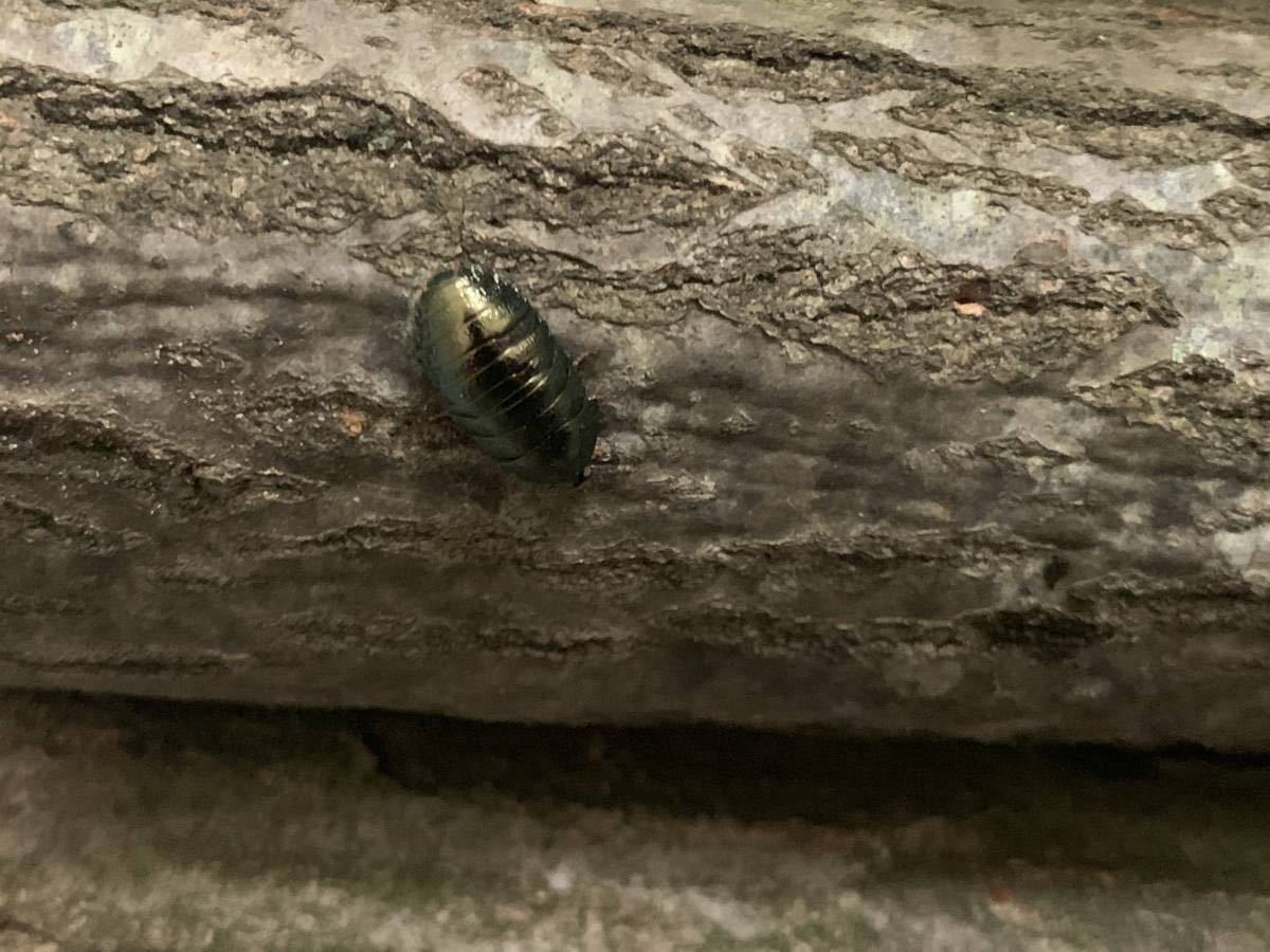 【成虫祭】ニジイロゴキブリ（Pseudoglomeris beybienkoi）メス4匹セット【週末】_3