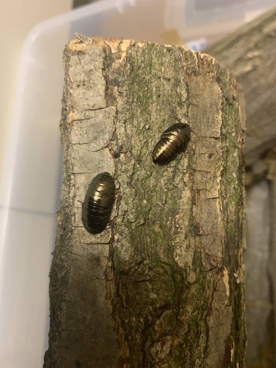 【成虫祭】ニジイロゴキブリ（Pseudoglomeris beybienkoi）メス4匹セット【週末】_4