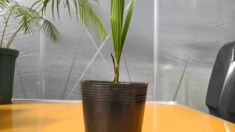 RR_苗解禁！/Jubaea chilensis/1株/酒ヤシ！チリサケヤシ 羽状葉で最強