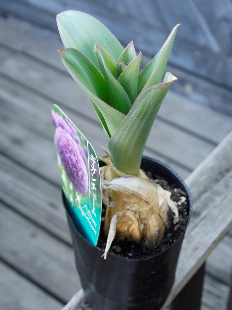 ギガンジューム ギガンジウム ハナネギ 耐寒性球根植物 アリウム 長い茎の先に紫色の大きな球状の花を咲かせます 花 売買されたオークション情報 Yahooの商品情報をアーカイブ公開 オークファン Aucfan Com