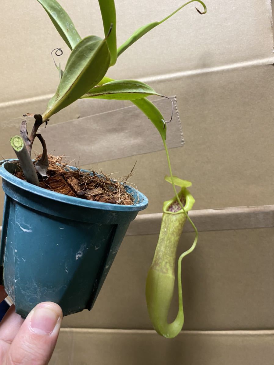 x singalana spathulata Nepenthes BE-4004 – Pitcher BE 0 Moss N