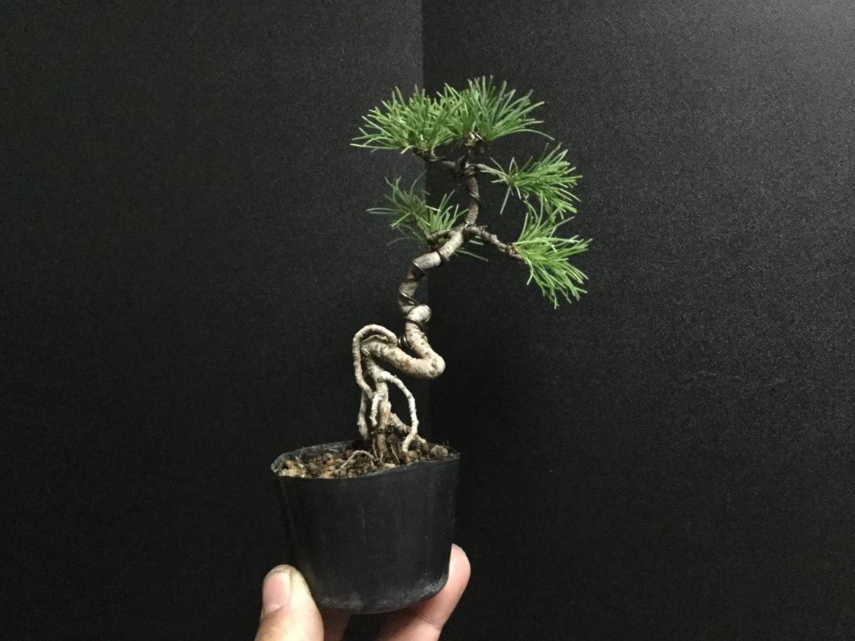 五葉松 | 盆栽 小品盆栽五葉松の通販 湘風園 小品盆栽専門店 - 0 ―