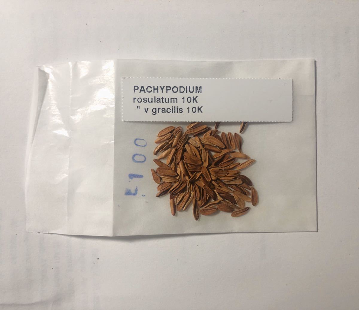 Pachypodium Rosulatum Gracilis パキポディウム グラキリス 種子粒 コーデックス 塊根植物 サボテン 売買されたオークション情報 Yahooの商品情報をアーカイブ公開 オークファン Aucfan Com