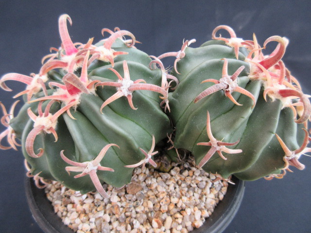 サボテン多肉植物 綾波モンスト ( 2 ) 実生 W 2.5cm サボテン綾波