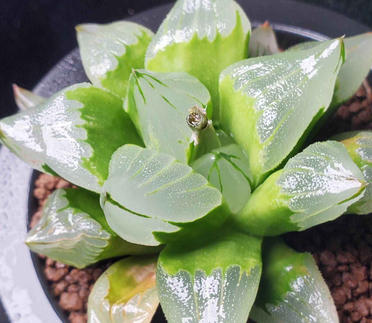 ハオルチア mocono_plants RYOKU ピグマエア ピグマエア・ミュータント 