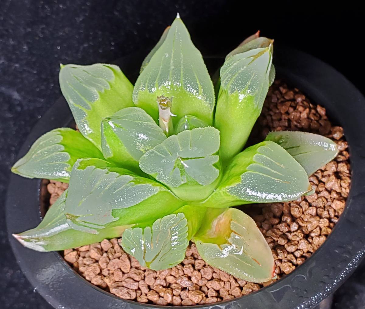 ハオルチア mocono_plants RYOKU ピグマエア ピグマエア・ミュータント 