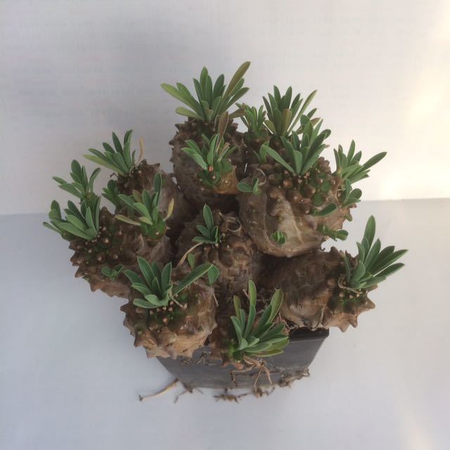 食虫植物 Biohazard Ⅰ ハエトリソウ バイオハザード1 /// Dionaea