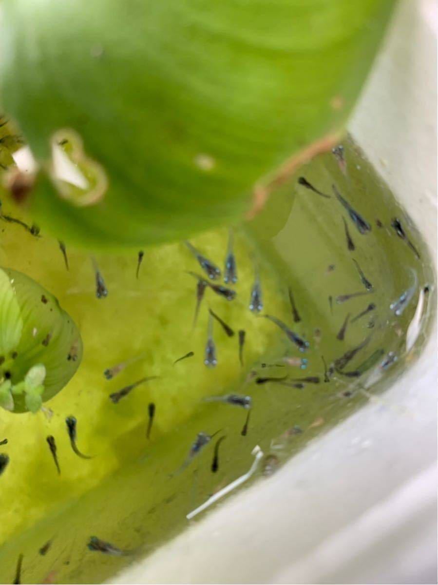 売切 ミックスメダカ卵50個 A すみれ三色オロチ皇帝ラメ幹之体内光黄金雲州メダカ透明鱗幹之琥珀透明パンダ お楽しみ めだか 売買されたオークション情報 Yahooの商品情報をアーカイブ公開 オークファン Aucfan Com