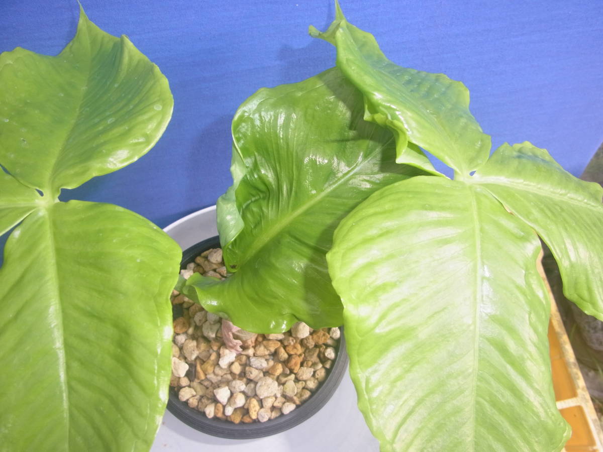 斑入り山野草　野生蘭　テンナンショウ　ウラシマソウ　「ムサシアブミ」