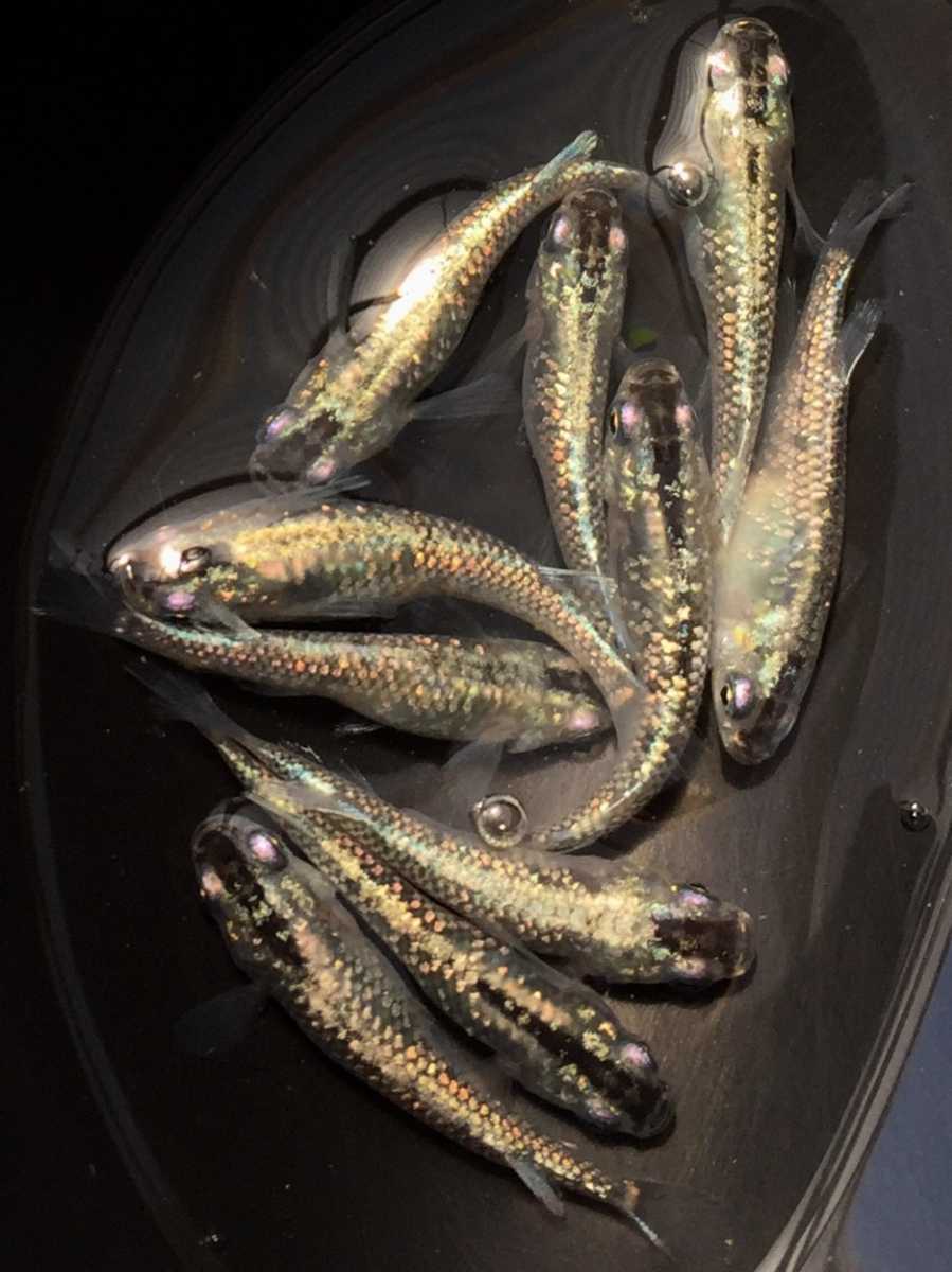 清風メダカ ピンクゴールドラメ 5ペア めだか 売買されたオークション情報 Yahooの商品情報をアーカイブ公開 オークファン Aucfan Com