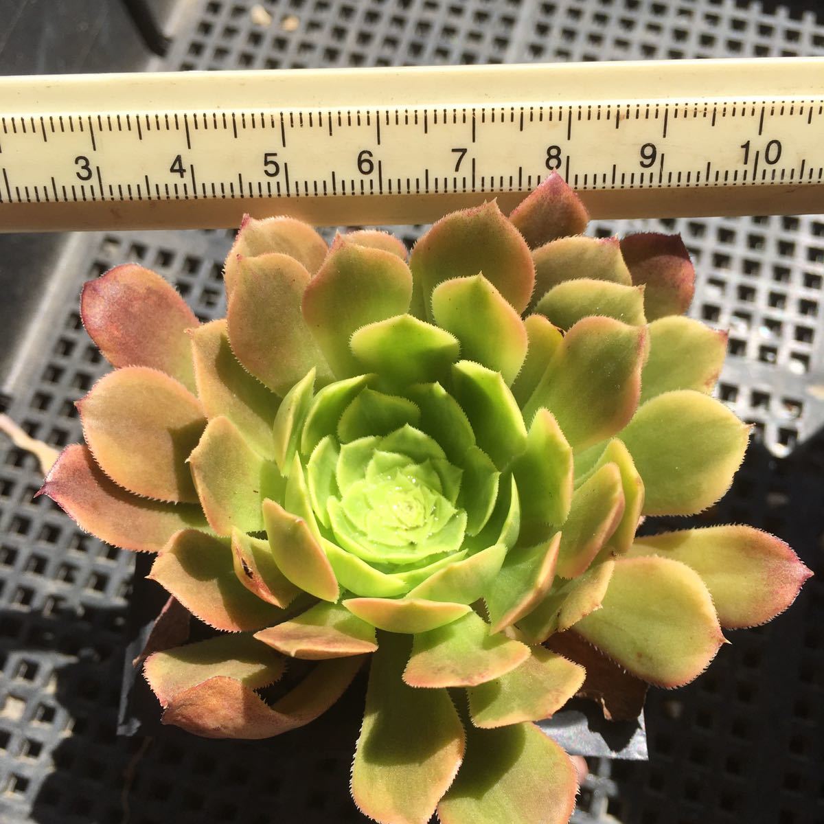 3品 多肉植物 アエオニウム フェスティバル錦 1 サボテン 売買されたオークション情報 Yahooの商品情報をアーカイブ公開 オークファン Aucfan Com