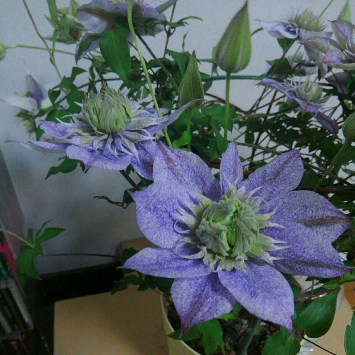 クレマチス 水面の妖精 2 明るいライトパープルとグリーンの万重咲き 6寸開花仕立ての充実株 花 売買されたオークション情報 Yahooの商品情報をアーカイブ公開 オークファン Aucfan Com クレマチス 水面の妖精 2 明るいライトパープルとグリーンの万重咲き 6寸開花仕立ての充実株 花 売買されたオークション情報 Yahooの商品情報をアーカイブ公開 オークファン Aucfan Com