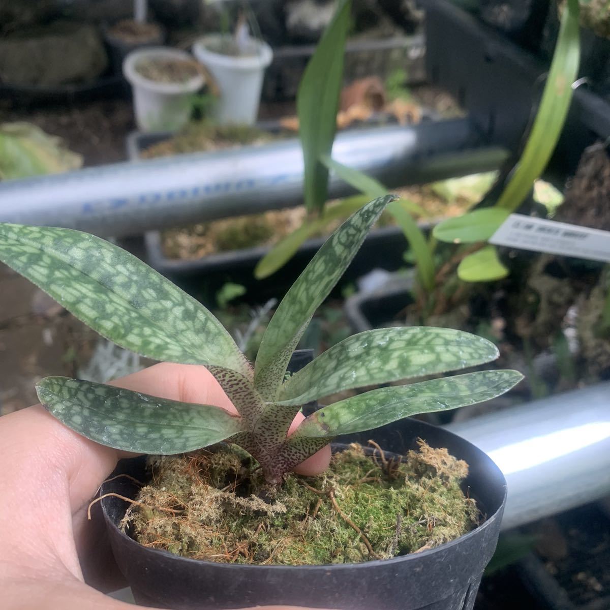 3300円 完売 花なし株 パフィオペディラム デレナティー Paph Delenatii 1花茎3輪