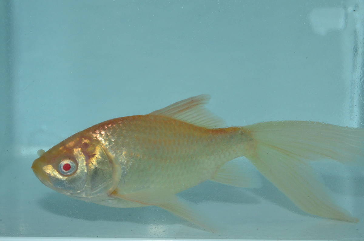 アルビノ 鉄魚 雌 １４ 親候補 ｊ2 6 ２歳 激安 和金 売買されたオークション情報 Yahooの商品情報をアーカイブ公開 オークファン Aucfan Com