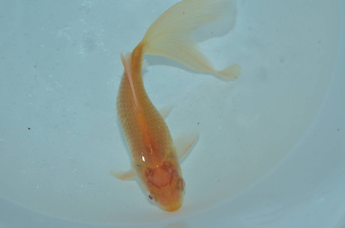 アルビノ 鉄魚 雌 １４ 親候補 ｊ2 6 ２歳 激安 和金 売買されたオークション情報 Yahooの商品情報をアーカイブ公開 オークファン Aucfan Com