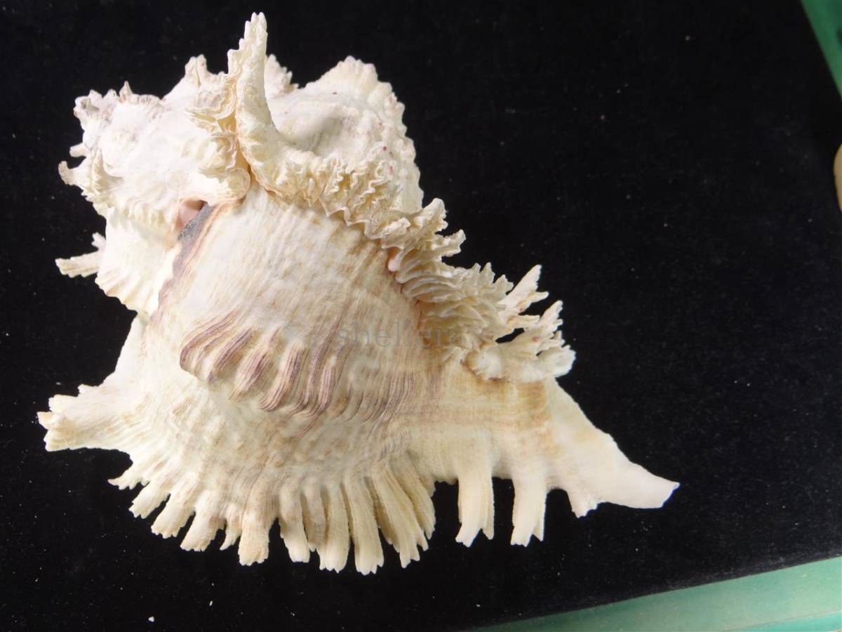 貝 標本 イエメン ソコトラの貝 テングガイ 大 特 科学 自然 売買されたオークション情報 Yahooの商品情報をアーカイブ公開 オークファン Aucfan Com