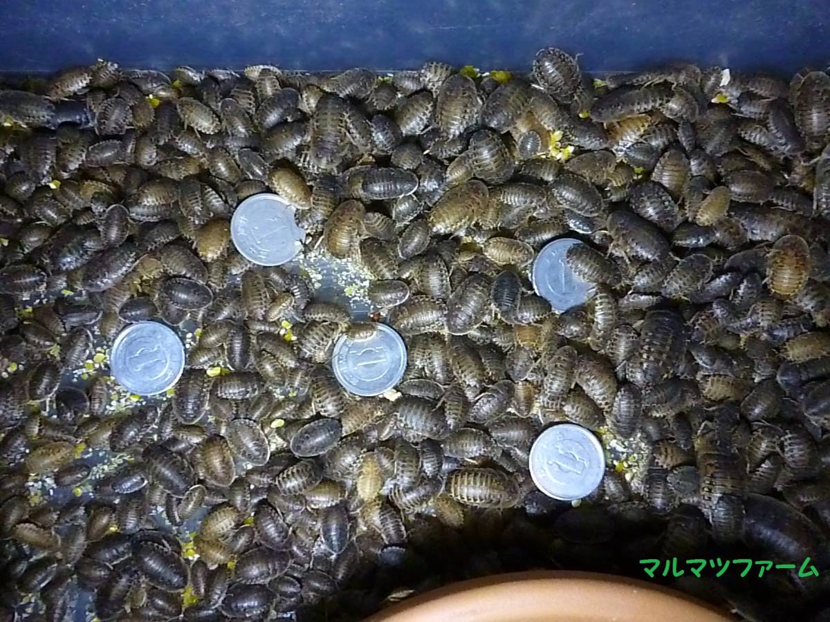  マルマツファーム 大特価 数量限定 １ ２㌢前後 = ８００匹 デュビア 幼虫(エサ)｜売買されたオークション情報、yahooの商品情報をアーカイブ公開 - オークファン エサ