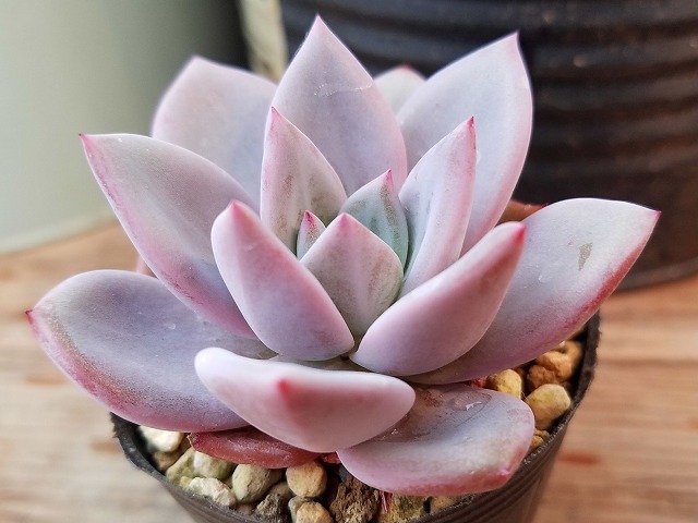 多肉植物 エケベリア ピンク シャンペーン 根あり サボテン 売買されたオークション情報 Yahooの商品情報をアーカイブ公開 オークファン Aucfan Com