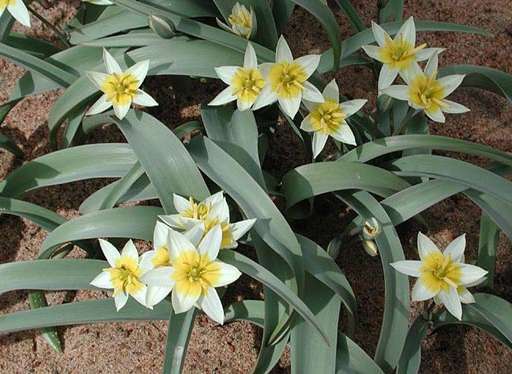 山野草 原種チューリップ 種子 ツリパ ビフロフォルミス 種 売買されたオークション情報 Yahooの商品情報をアーカイブ公開 オークファン Aucfan Com