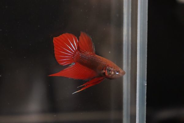 スプレンデンス レッド ベンジャロンR2 ♂♀ペア betta アクアラボ 