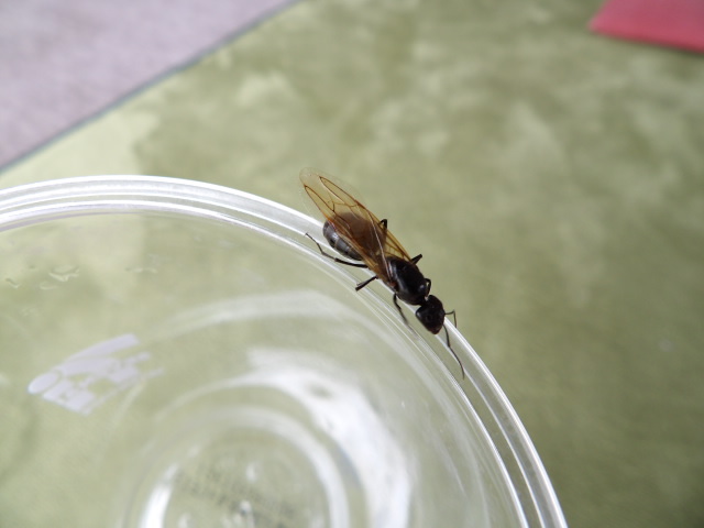 クロオオアリ 羽付き 女王 アリ 蟻 虫類 売買されたオークション情報 Yahooの商品情報をアーカイブ公開 オークファン Aucfan Com