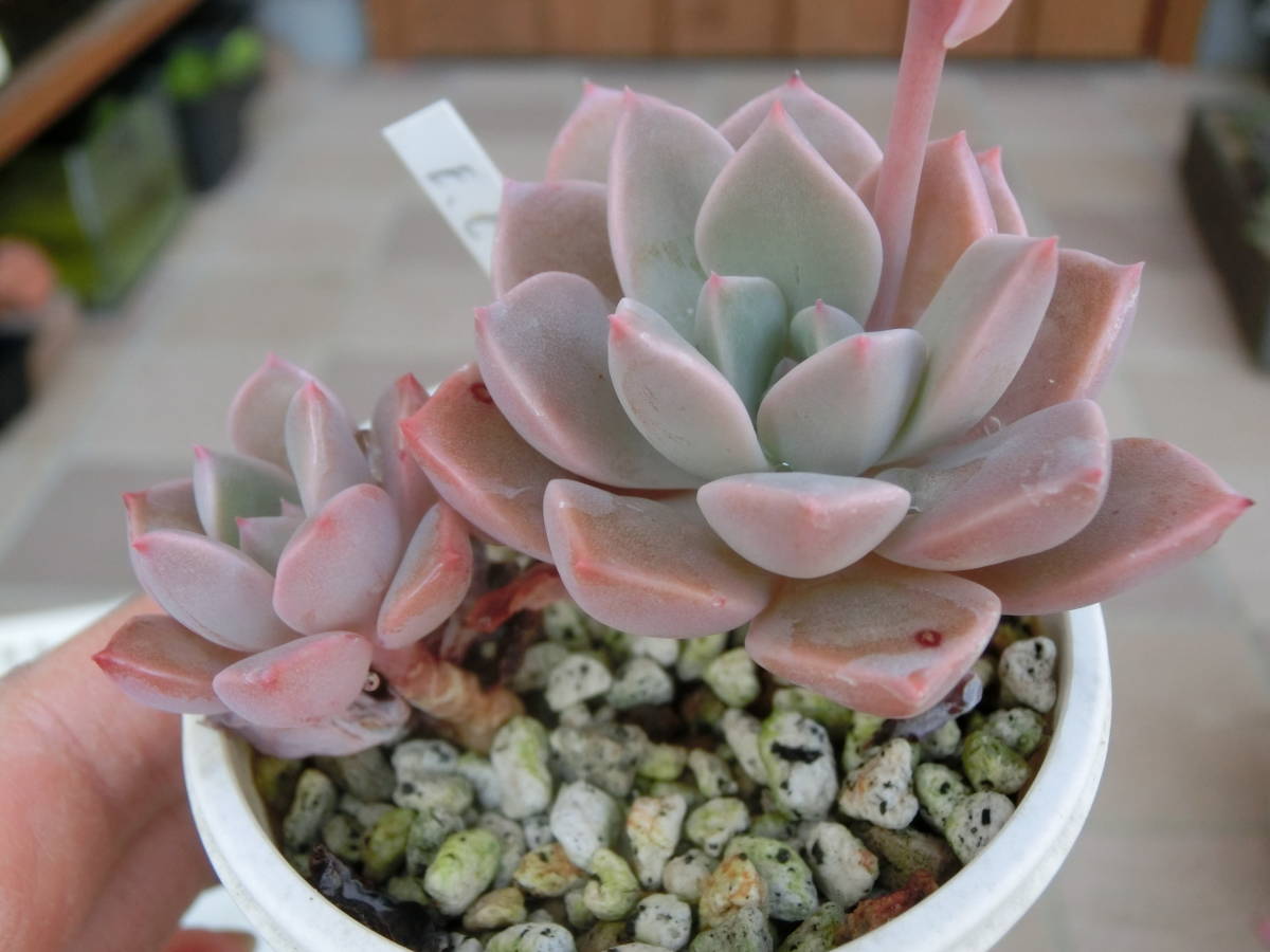 エケベリア ピンクプリティ Echeveria Pink Pretty 3点以上 第4種 多肉植物 サボテン 売買されたオークション情報 Yahooの商品情報をアーカイブ公開 オークファン Aucfan Com