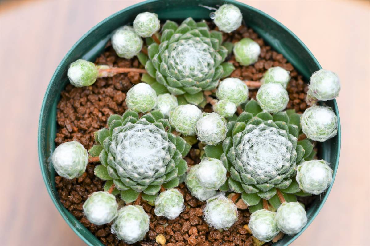 第四種可 多肉植物 センペルビウム 白玉巻絹 1鉢 山野草 サボテン 観葉植物 サボテン 売買されたオークション情報 Yahooの商品情報をアーカイブ公開 オークファン Aucfan Com