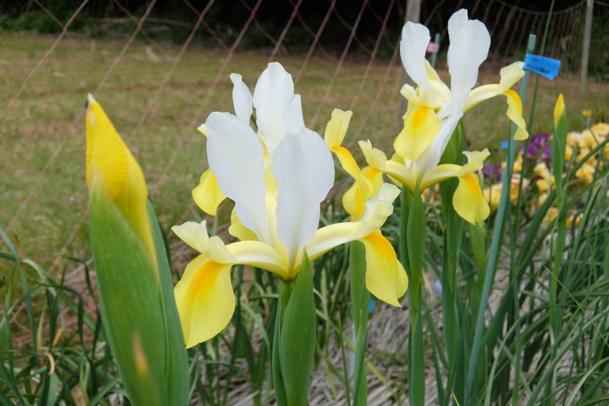 ダッチアイリス アポロ１０球 ６２グラム 球根 売買されたオークション情報 Yahooの商品情報をアーカイブ公開 オークファン Aucfan Com