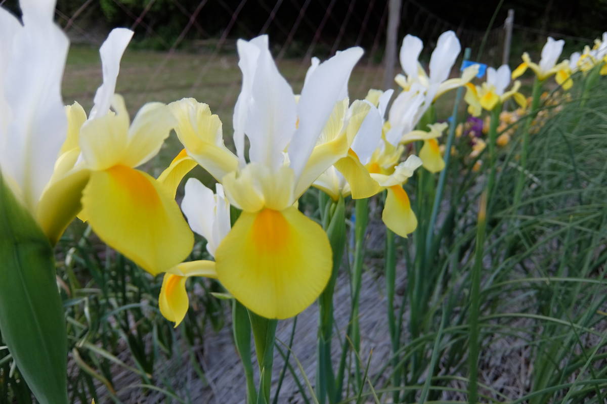 ダッチアイリス アポロ１０球 ６２グラム 球根 売買されたオークション情報 Yahooの商品情報をアーカイブ公開 オークファン Aucfan Com