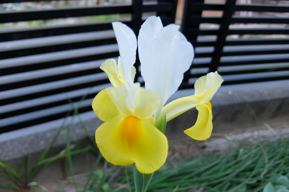 ダッチアイリス アポロ１０球 ６２グラム 球根 売買されたオークション情報 Yahooの商品情報をアーカイブ公開 オークファン Aucfan Com