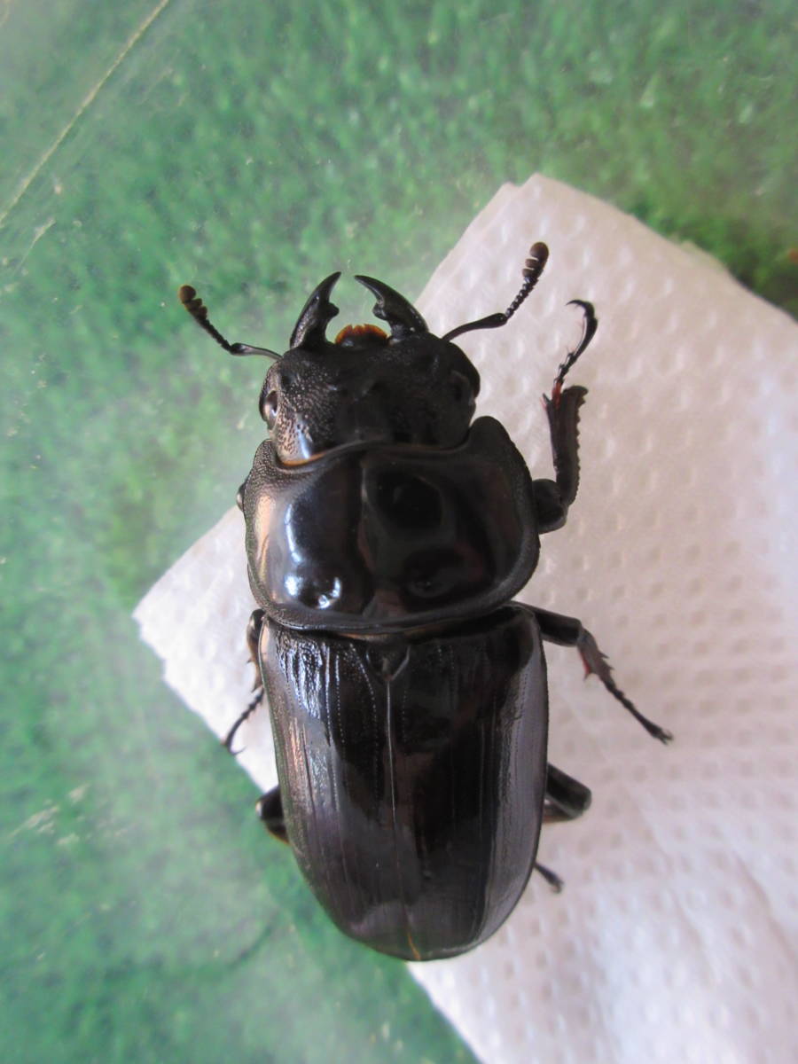 【国産オオクワガタ：阿古谷産】♀４頭　②_1