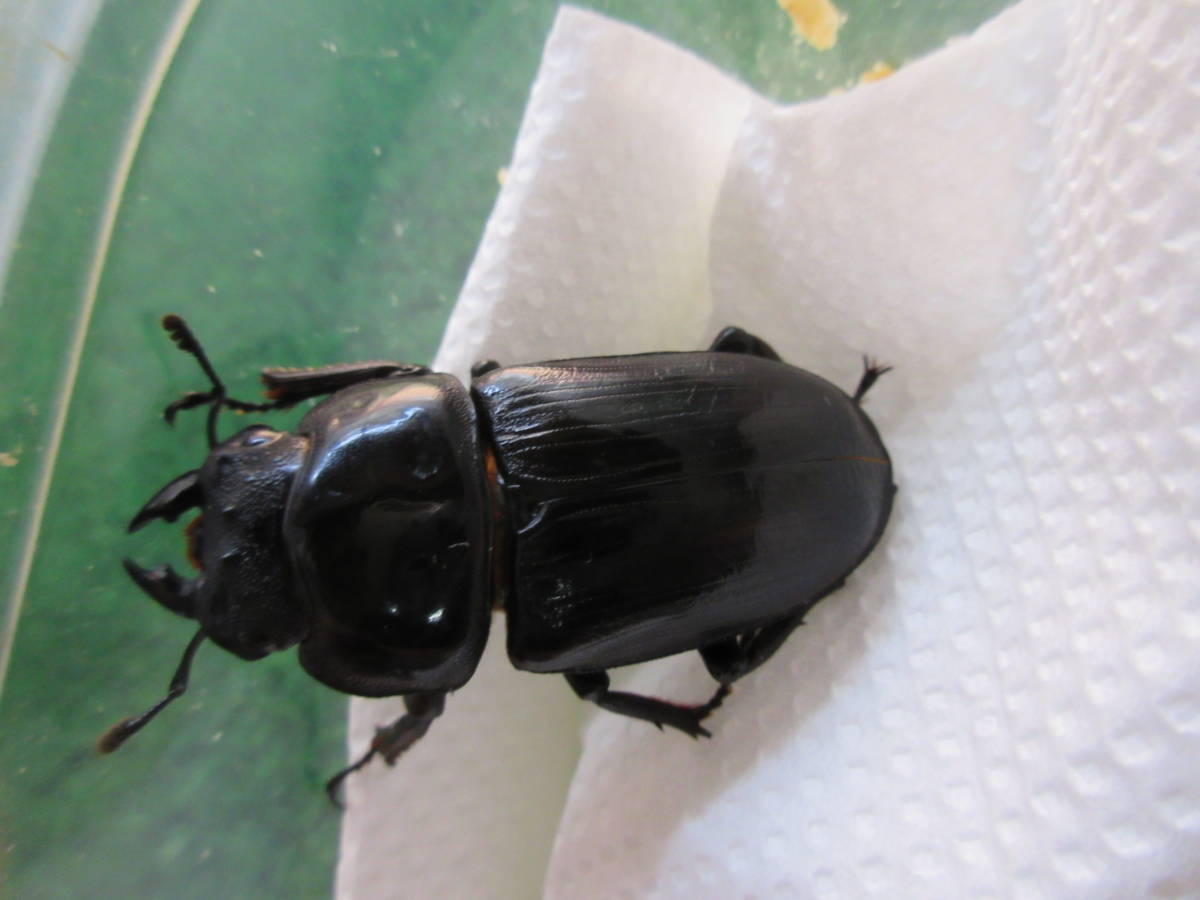 【国産オオクワガタ：阿古谷産】♀４頭　②_2