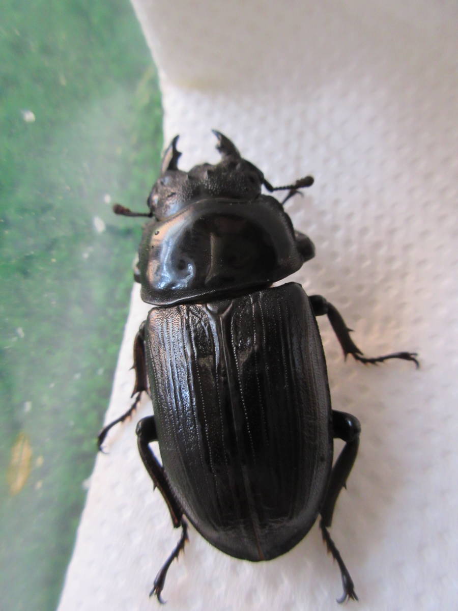 【国産オオクワガタ：阿古谷産】♀４頭　②_4