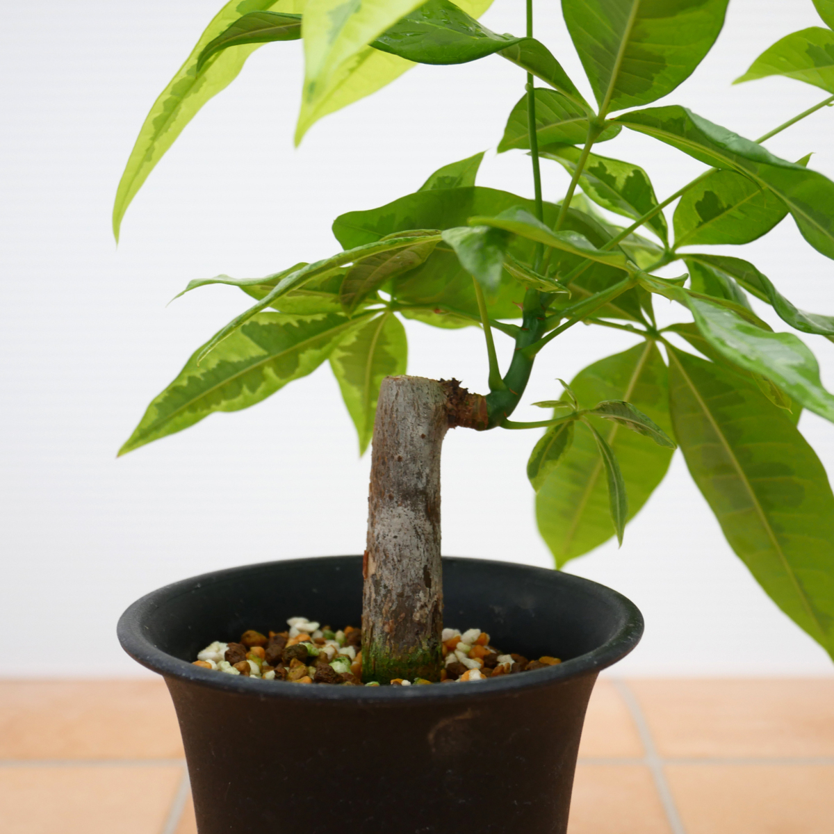 J 黄斑入りパキラ 3号 土植え Pachira Glabra パキラ 売買されたオークション情報 Yahooの商品情報をアーカイブ公開 オークファン Aucfan Com