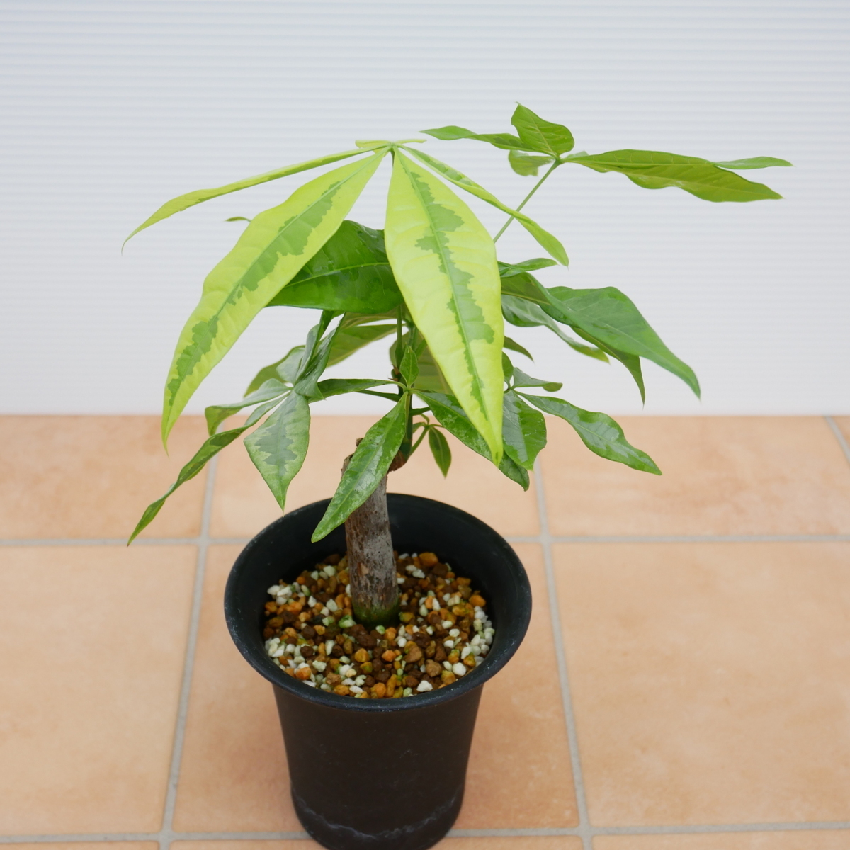 J 黄斑入りパキラ 3号 土植え Pachira Glabra パキラ 売買されたオークション情報 Yahooの商品情報をアーカイブ公開 オークファン Aucfan Com