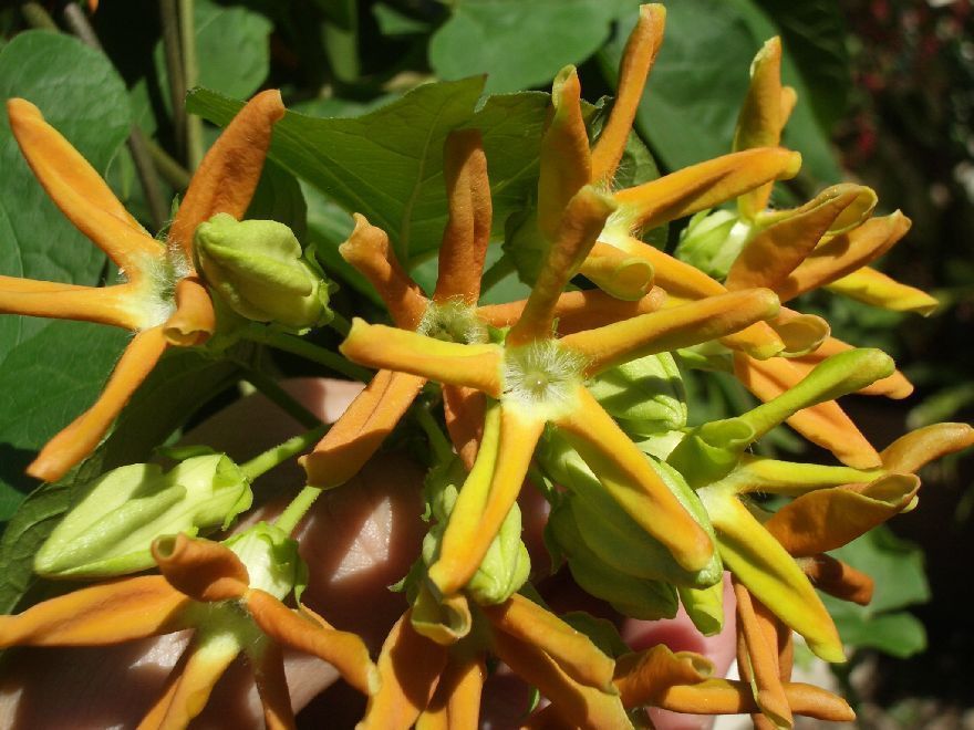 香りの名花　これが本当の「夜来香」イエライシャン　_1