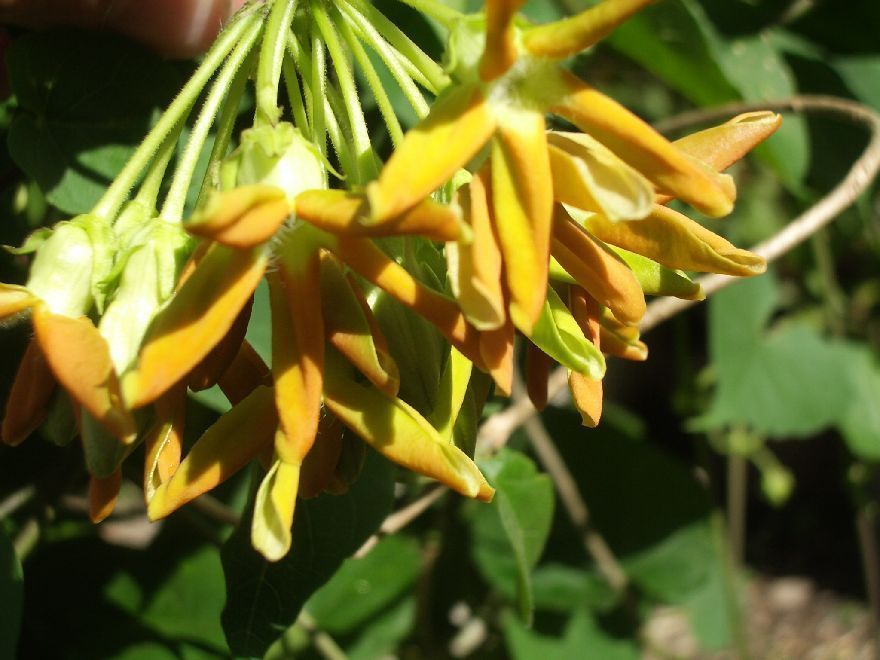 香りの名花　これが本当の「夜来香」イエライシャン　_2