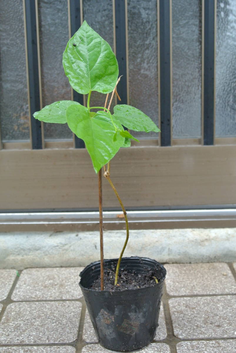 香りの名花　これが本当の「夜来香」イエライシャン　_3